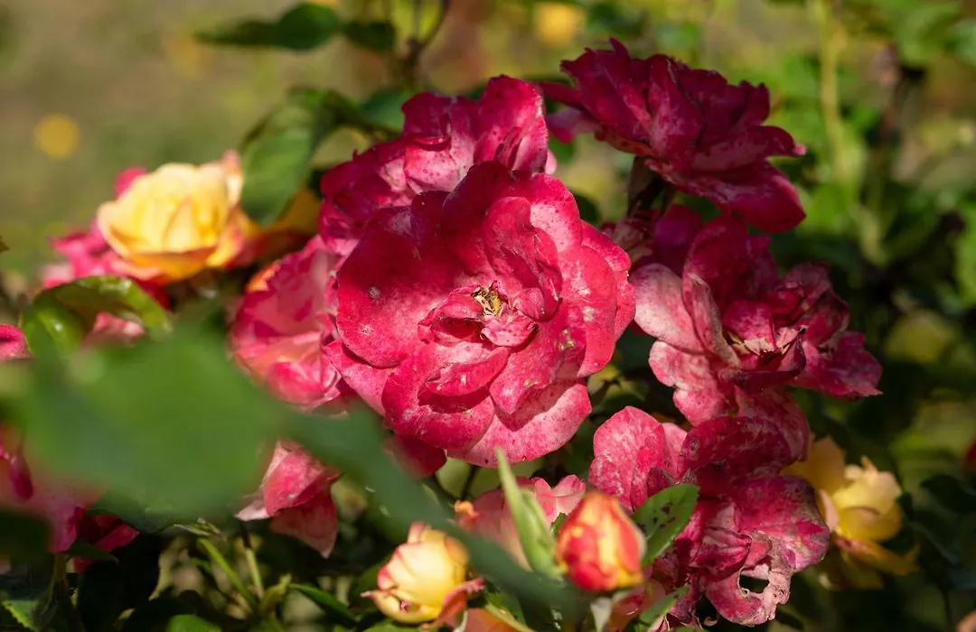Pensiunea „Căsuța cu maci”-1