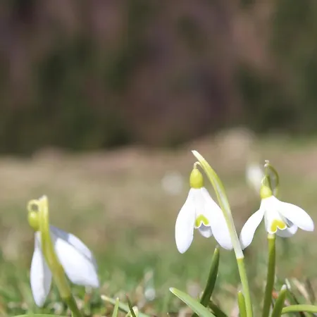 Căsuța de lângă pădure-3
