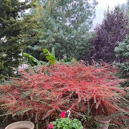 Suzana Garden-2