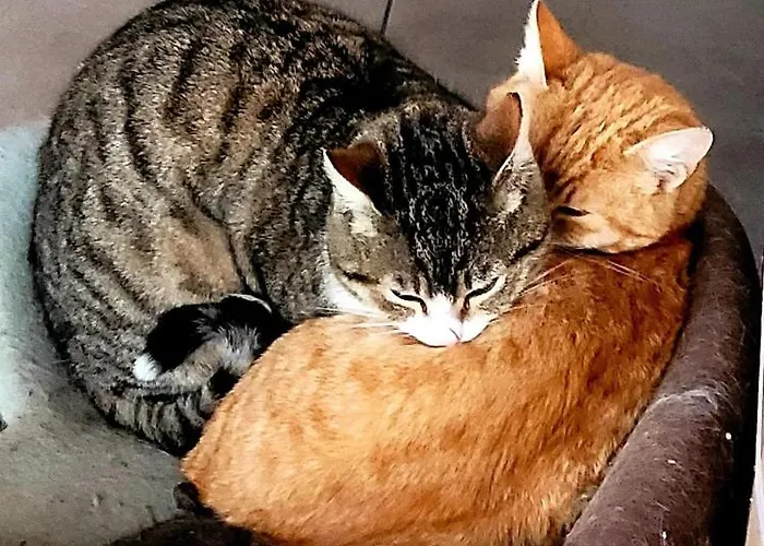 Casa Alba Hotel Năvodari