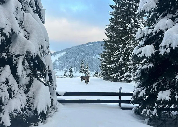 Domeniul CRIS Hotel Vatra Dornei